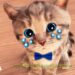 Little Kitten Preschool Adventure Educational Games -Play Fun Cute Kitten Pet Care Learning Gameplay