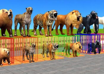Wild Animal Games Choose The Right Iron Cage Eat Fruits Challenge With Gorilla Tiger Lion Bear Horse