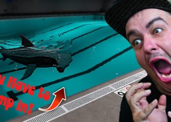 Childhood Worry Unlocked! Shark In The Pool